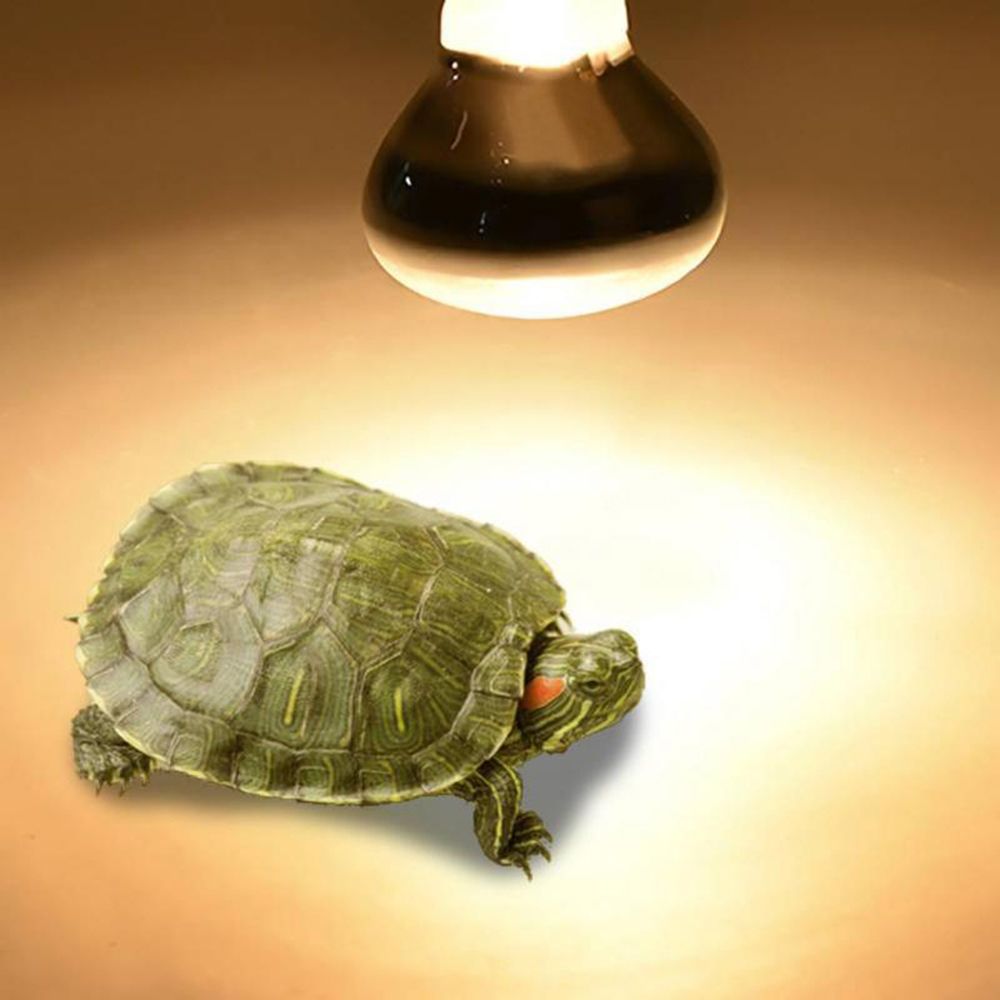 Turtle Heater Heat Lamp Reptil - đánh giá và giá Basking Bulb Halogen
