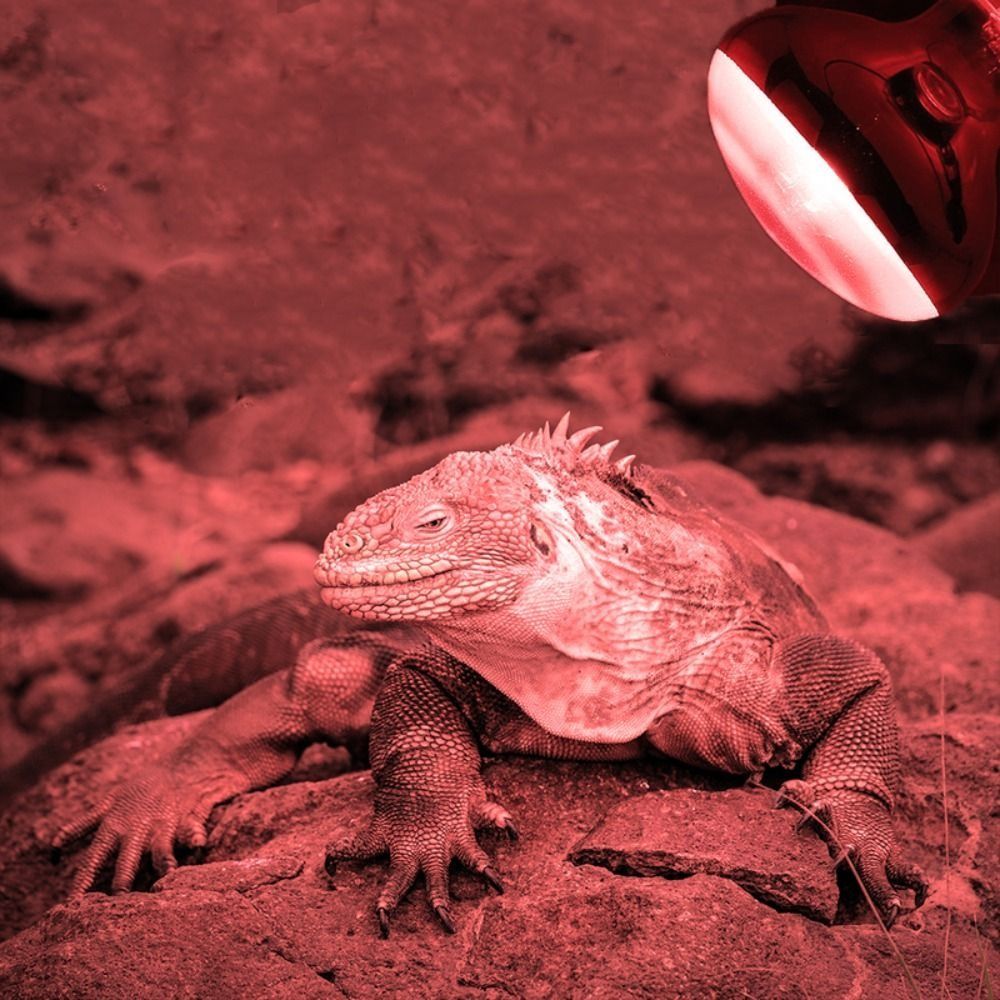 Durable UVA Led Pet Heating La - đánh giá và giá Ceramic Heat Emitter
